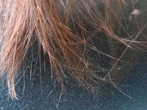 Exemple de cheveux fourchus